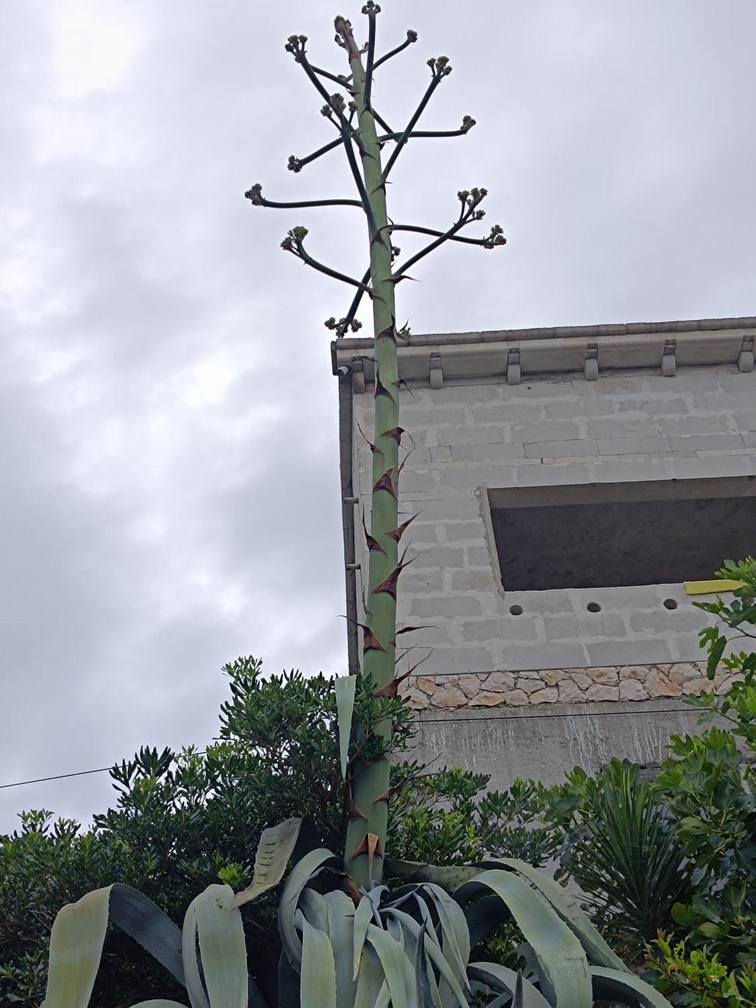 Apartmarin Trogir Exteriör bild